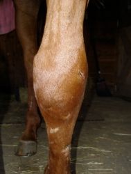 Freedom's left knee was very swollen. You can see the scrape on the 